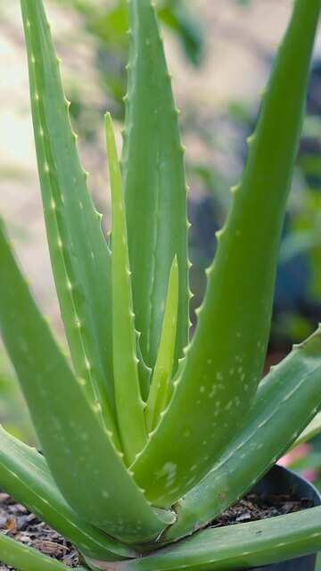 styling hair with aloe vera gel MODA Strong Hold Styling Gel Aloe Vera Hair Control – Beauty Market Online main image 1