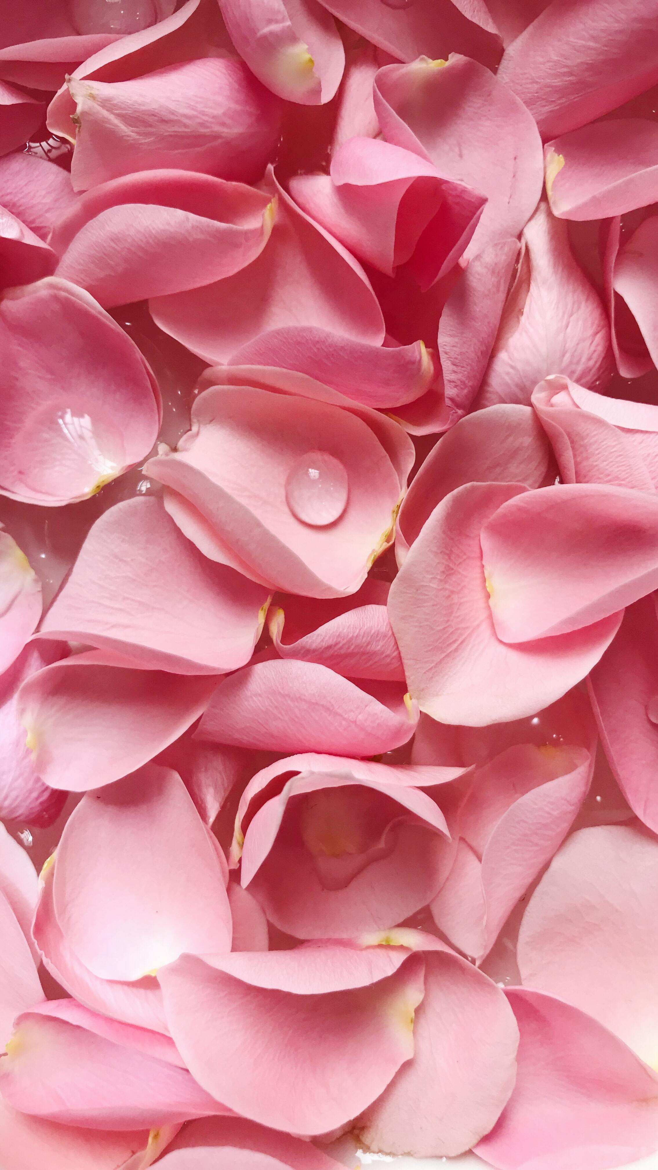 Skin Beauty Benefits of rose petals for glowing skin