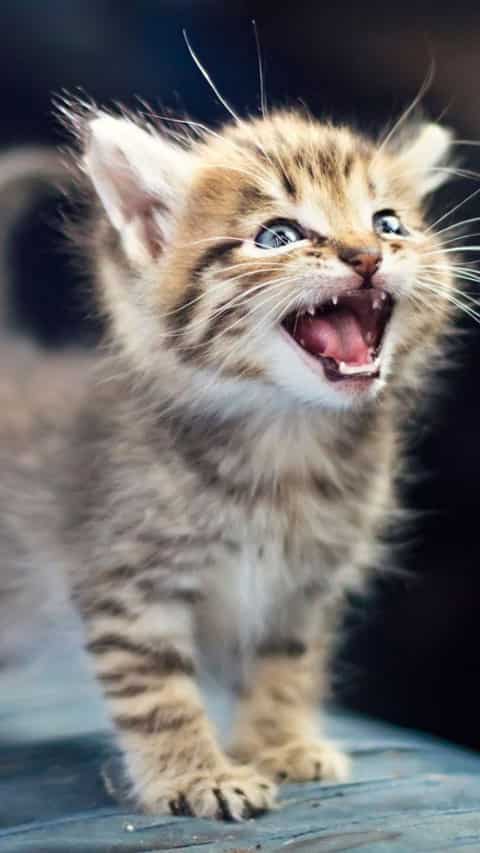 Animals That Look Like Crying
