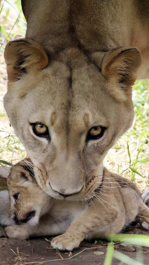 Animals who eat their own babies when hunger strikes