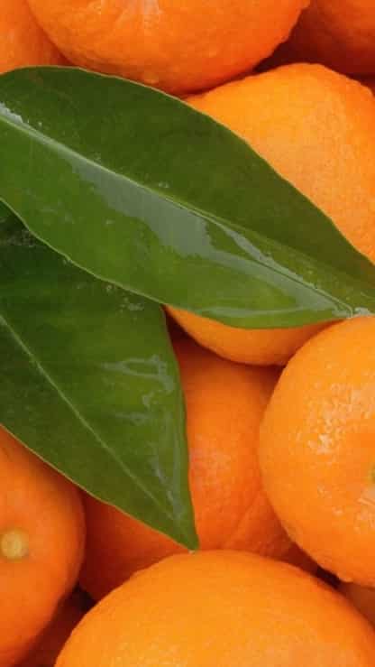 WHY ARE ORANGES BEST IN WINTER visual data 8