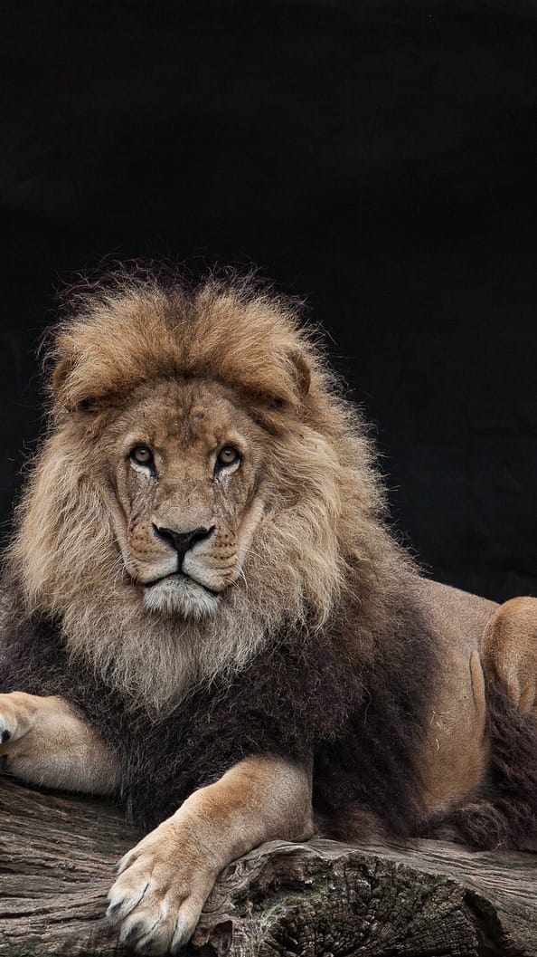 8 animals that can defeat a Lion