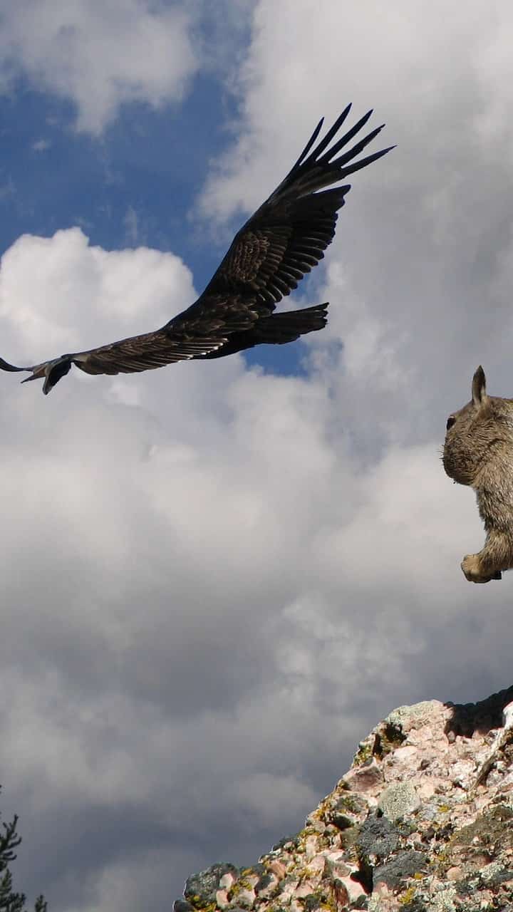 7 birds that eat snakes, rabbits and crocodiles