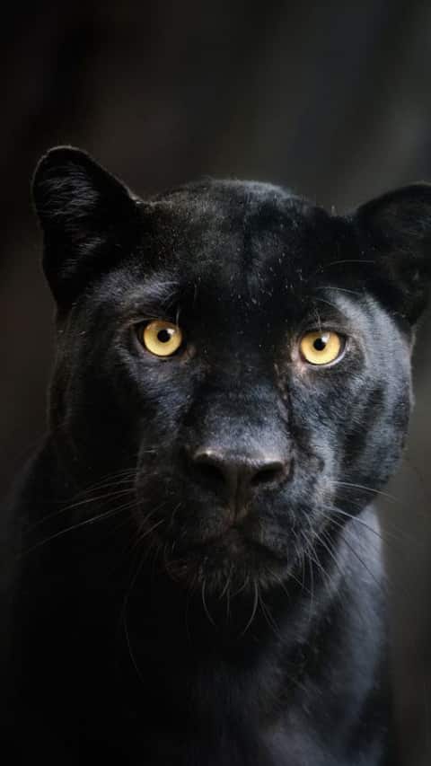 8-most-friendly-wild-animals