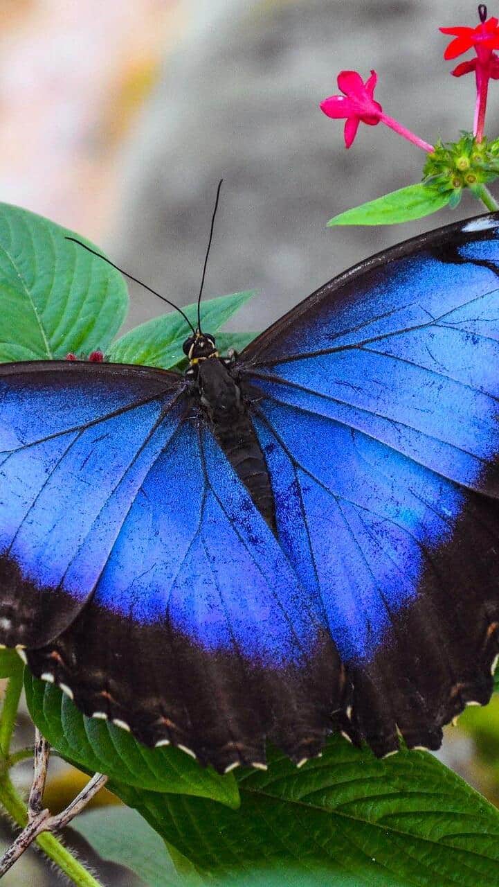 Why is blue color so rare in nature?