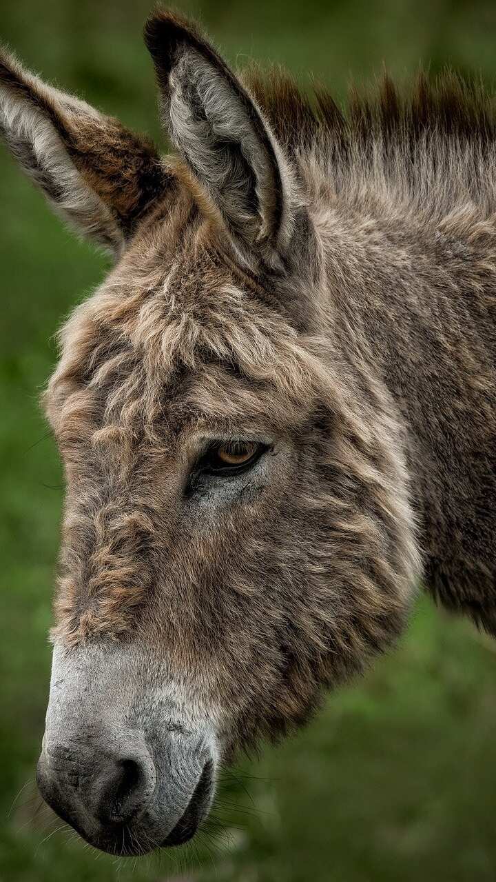 Health benefits of donkey milk