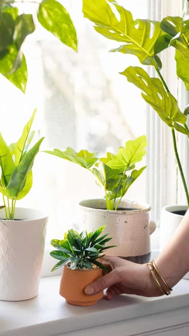 8 tips to keep plants alive in winter