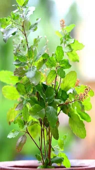 How To Protect Tulsi Plant In Winter In Usa Tips to protect tulsi plant from dying in winter
