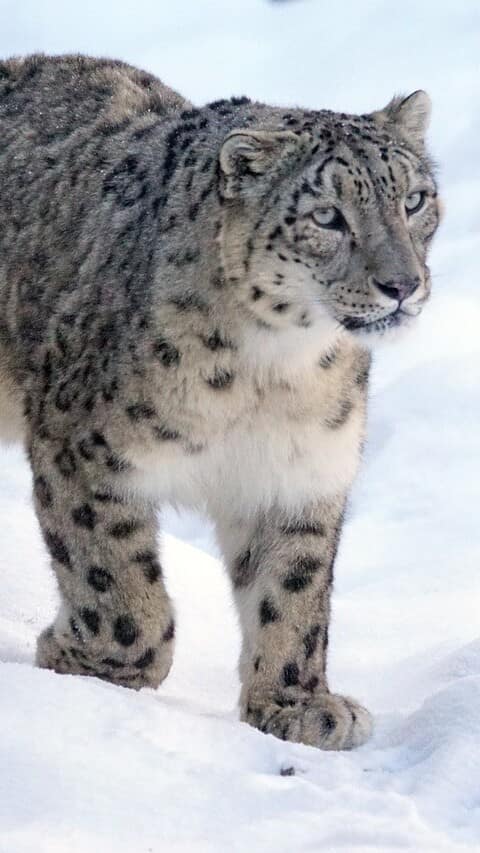 10 endangered animals making a comeback
