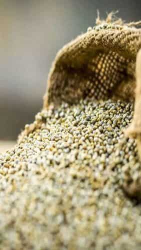 Pearl millet: 7 ways to add bajra in your winter diet