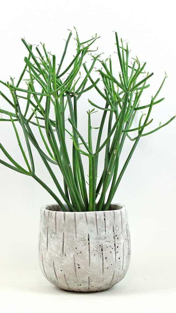 10 indoor plants that keep lizards away from home