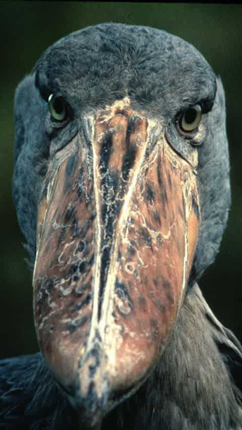 8 Animals That You Won T Be Believe Are Real