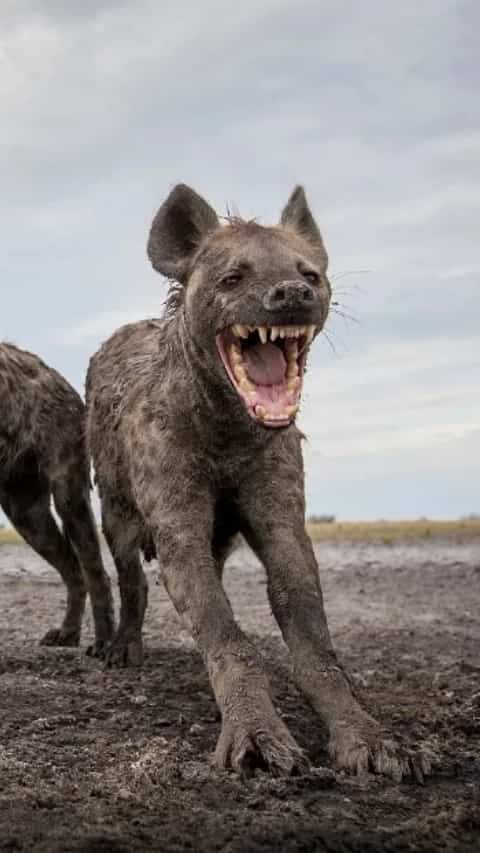 9 animals that hunt mighty hyenas