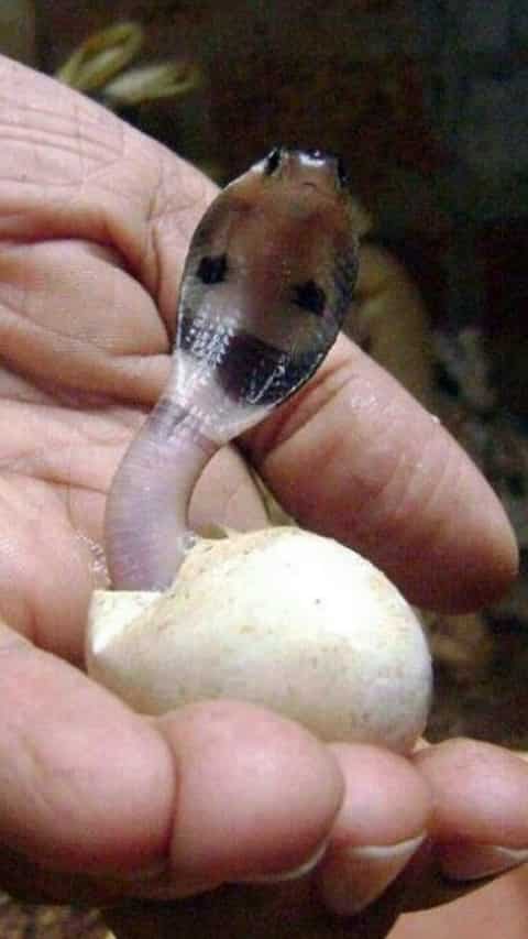 8 Endangered Snakes Around World 8-endangered-snakes-around-world