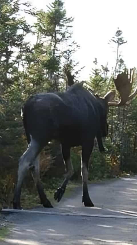 10 Tallest Animals On Earth 10-tallest-animals-on-earth