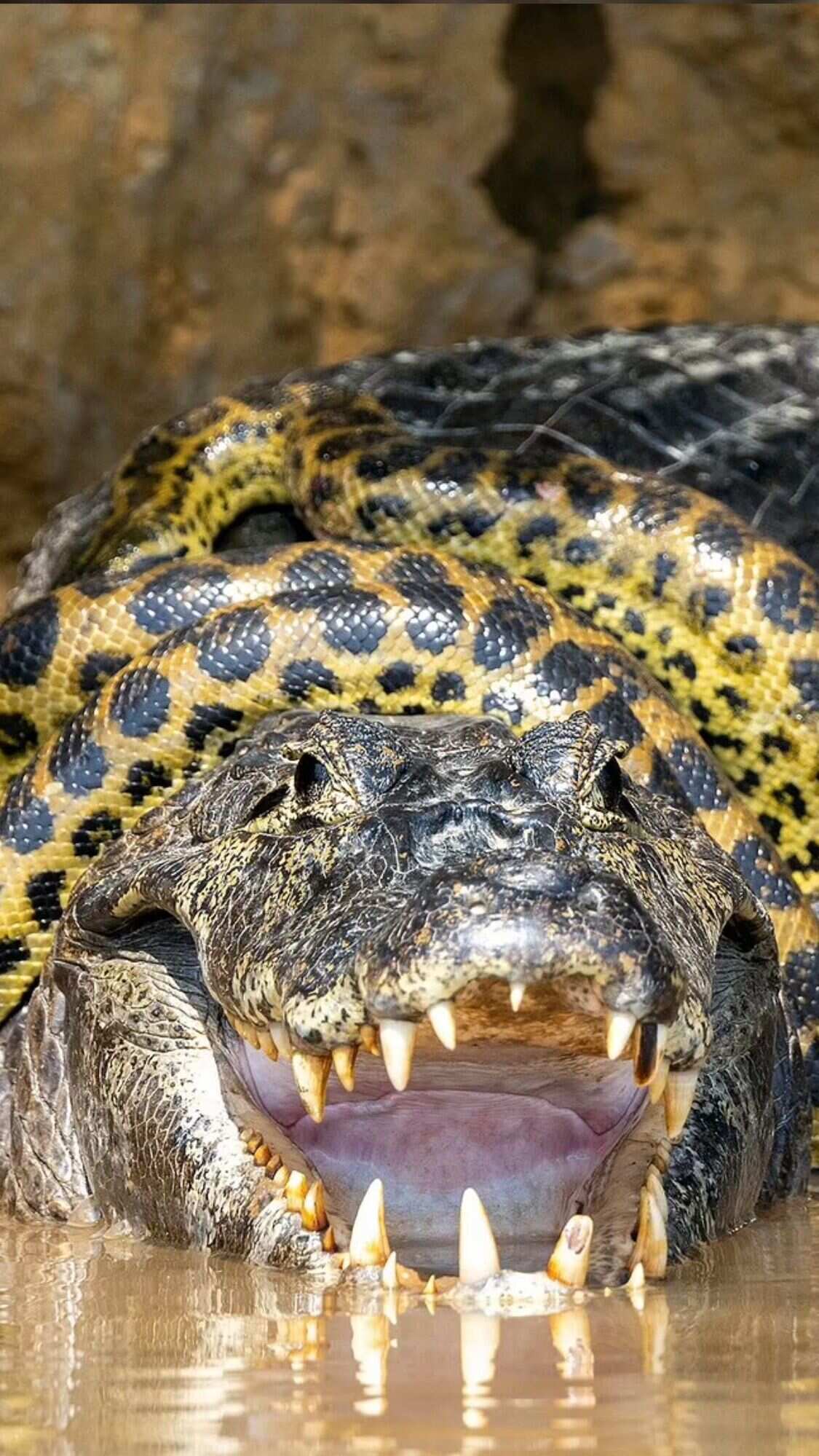 5 animals that can kill crocodile