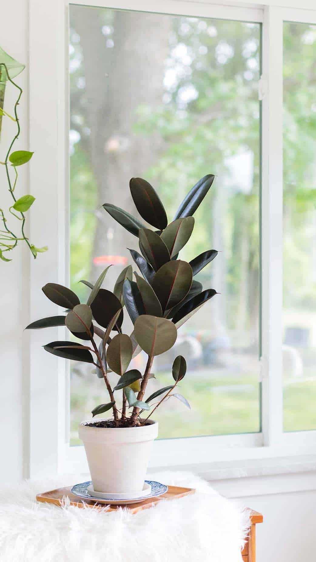 10 cooling indoor plants for summer