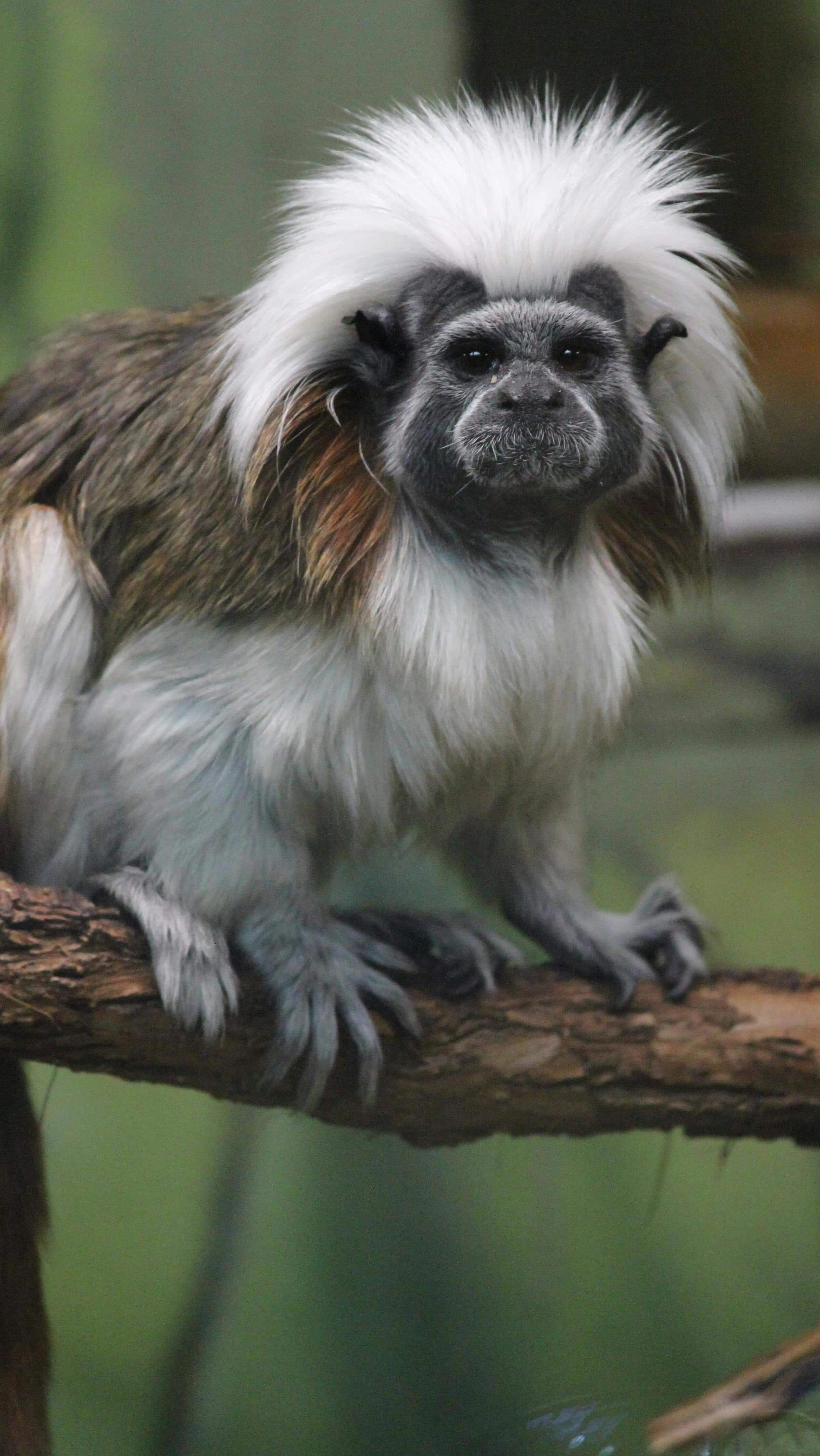 Rarest Species In The World Rare Animals Of The World