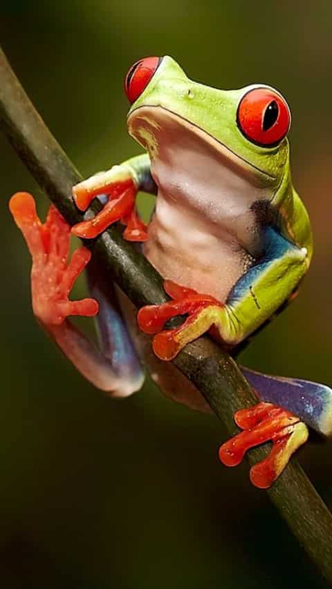 Which Animals Have Red Eyes At Night