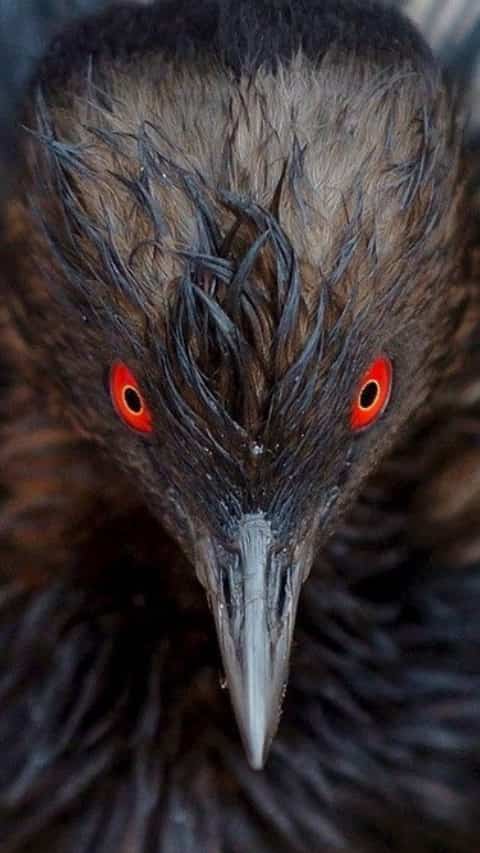 Which Animals Have Red Eyes At Night