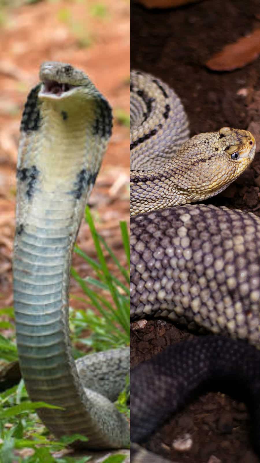 V Rattle Are King Cobra Dangerous