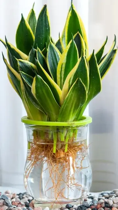lavender plug plants for sale Baby Blue Lavender main image 1