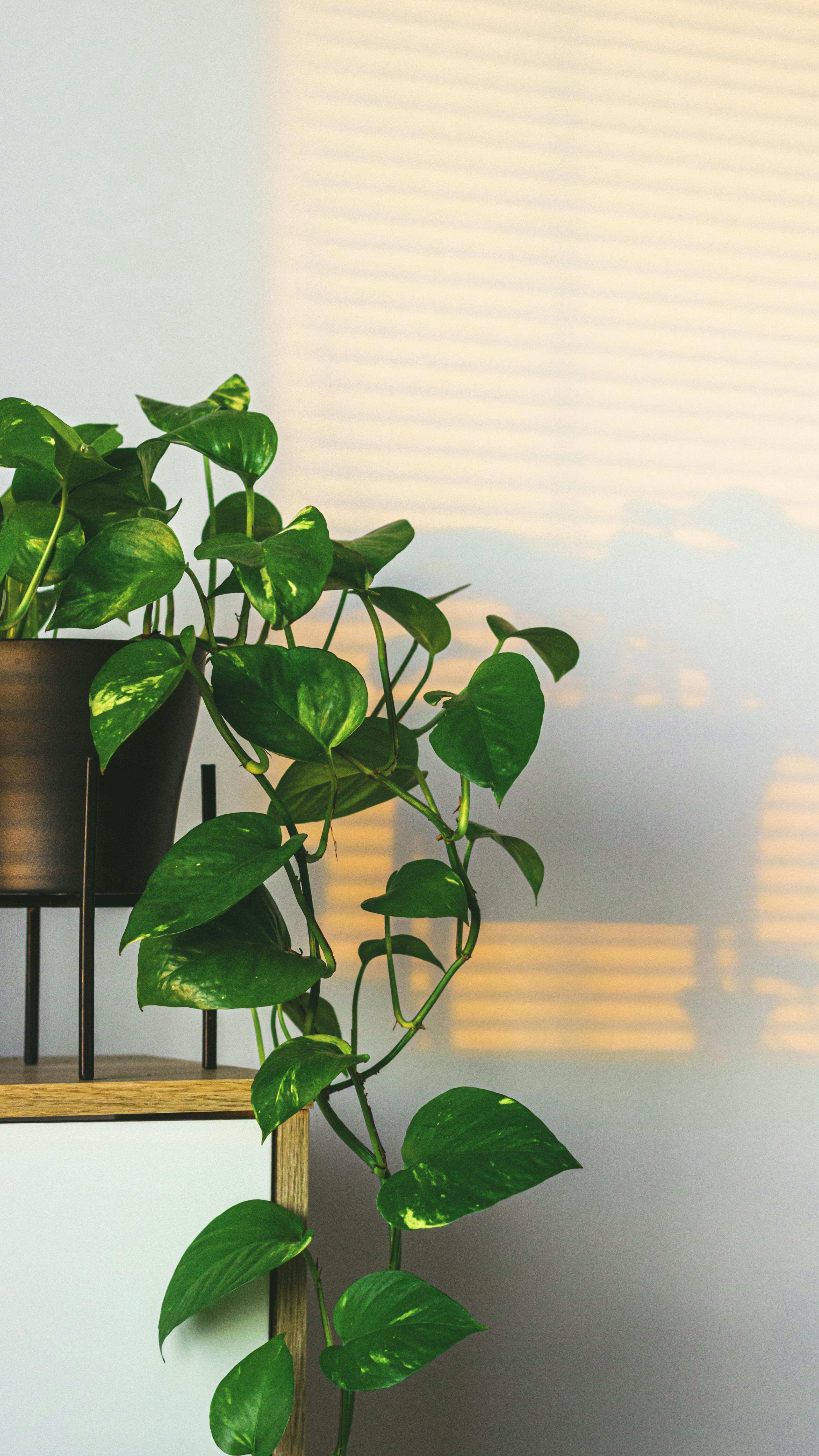 hanging artificial plant Red & Green Pothos Vine Artificial Plant in Round Grapevine Hanging – Darby  Creek Trading