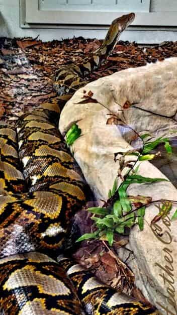 Python Reticulado Vs Anaconda