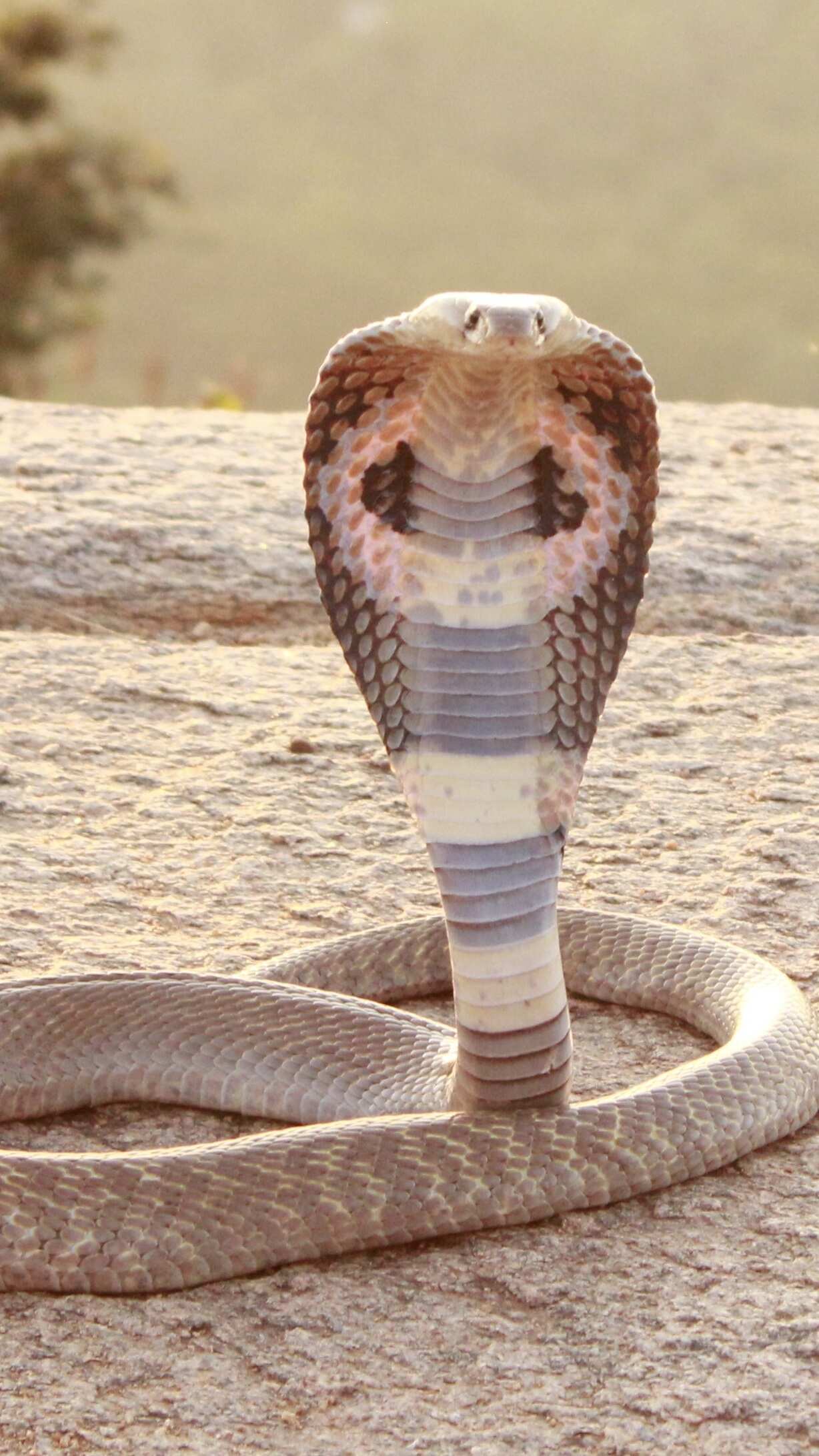 King Cobra Hood Open