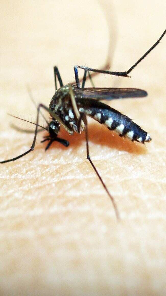 Machhar Insect मच्छरों के कारण हो सकती है जानलेवा बीमारी, इन नुस्खों से दूर भगाएं मच्छर